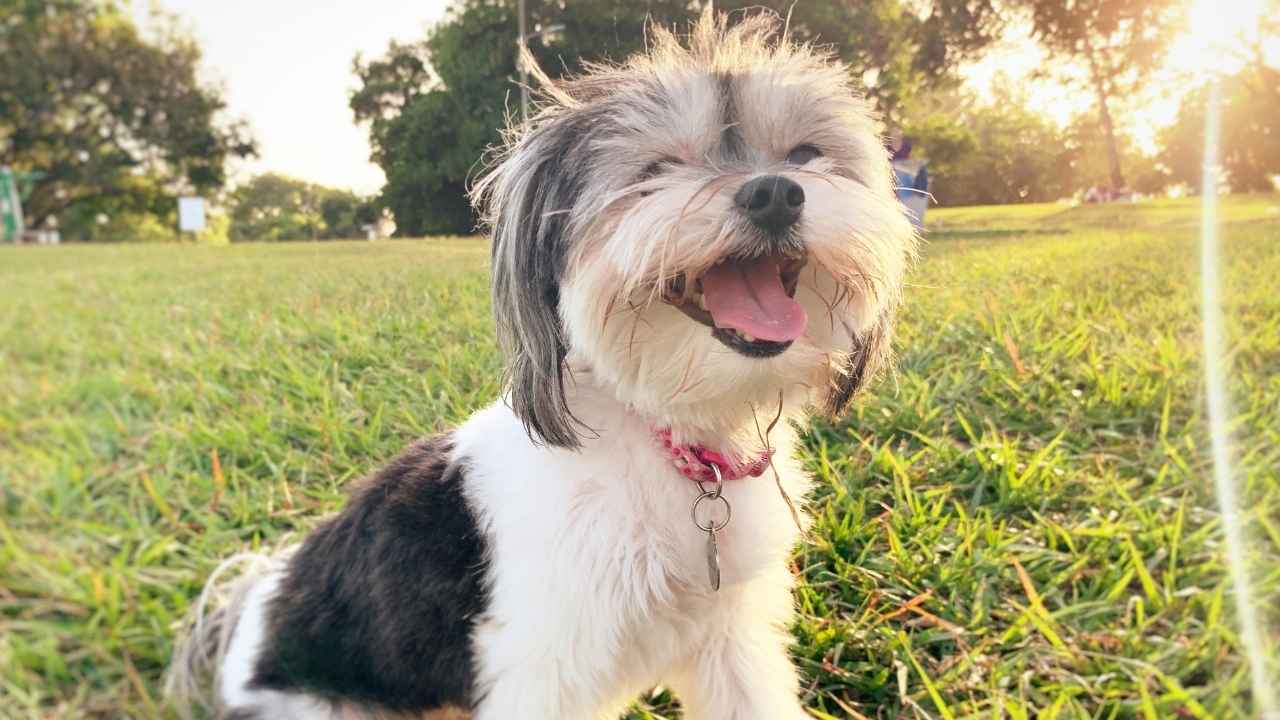 Havanese