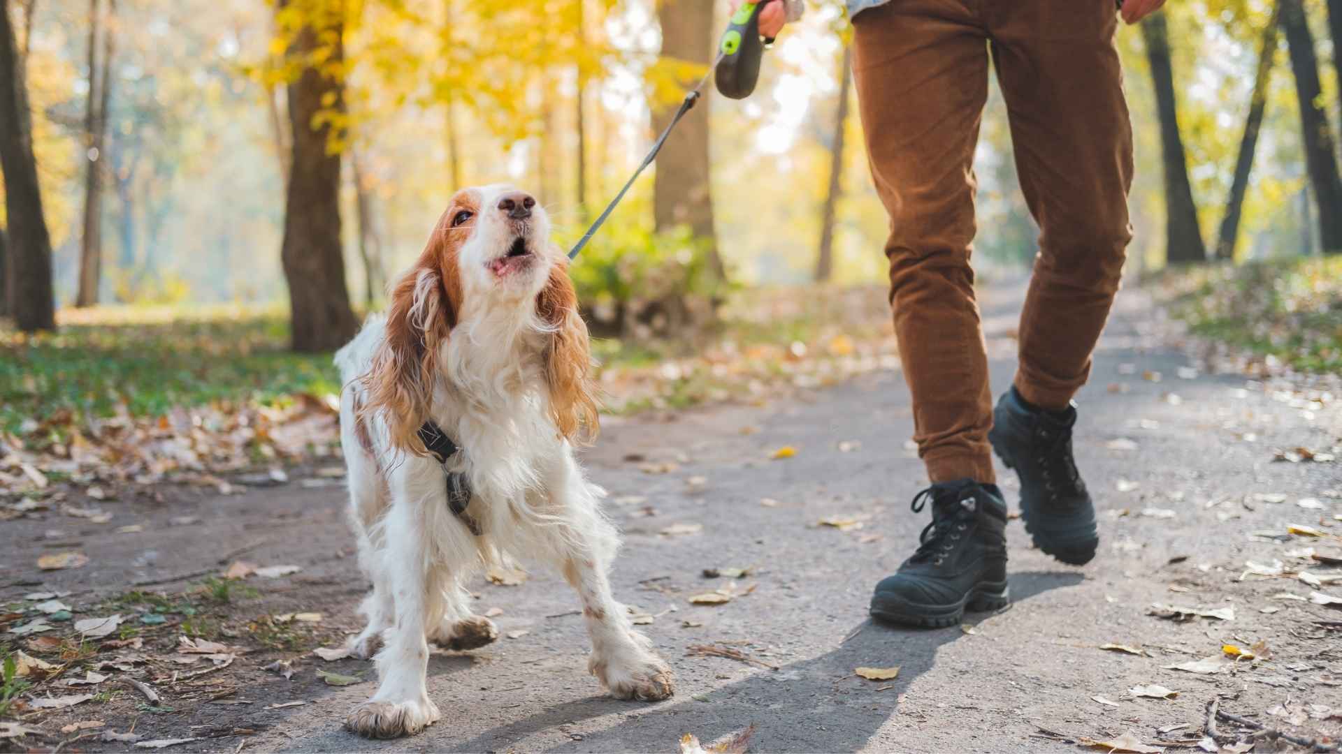 High Barking Dog Breeds That Never Stay Quiet