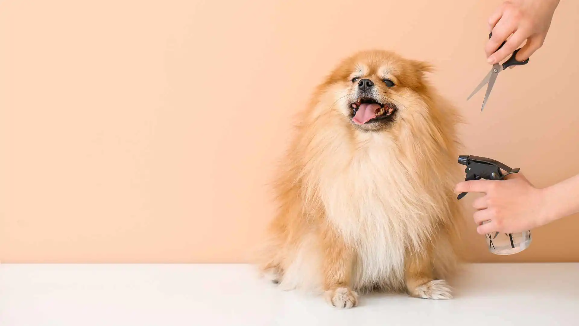 High Maintenance Teacup Dog Breeds That Require Extra Care