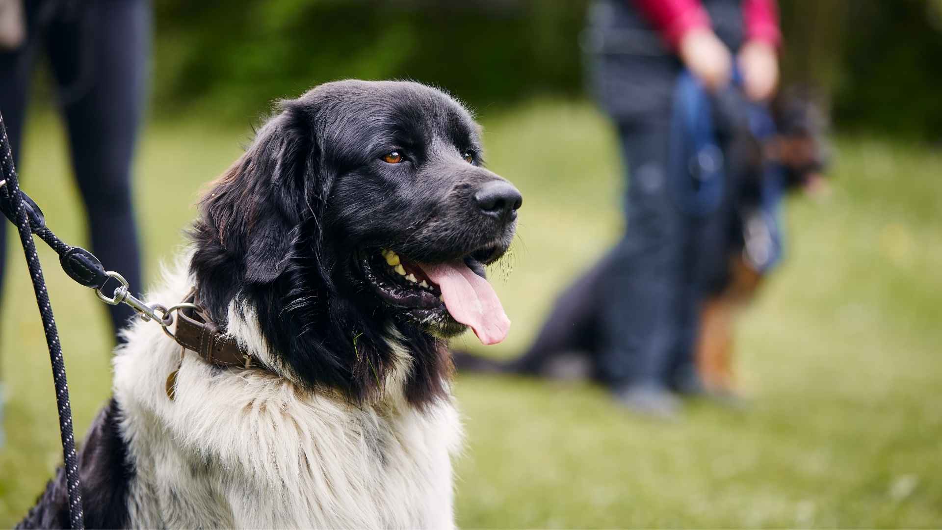 Highly Trainable Large Dog