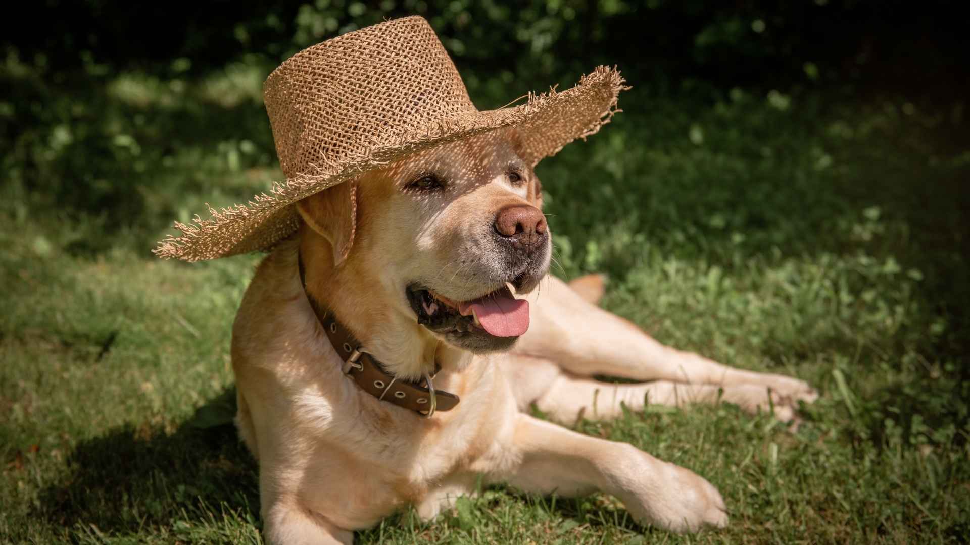 Hot Weather Large Dog Breeds That Handle Heat Well