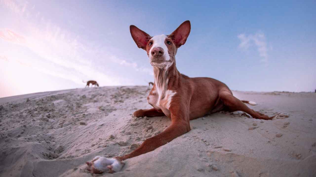 Ibizan Hound