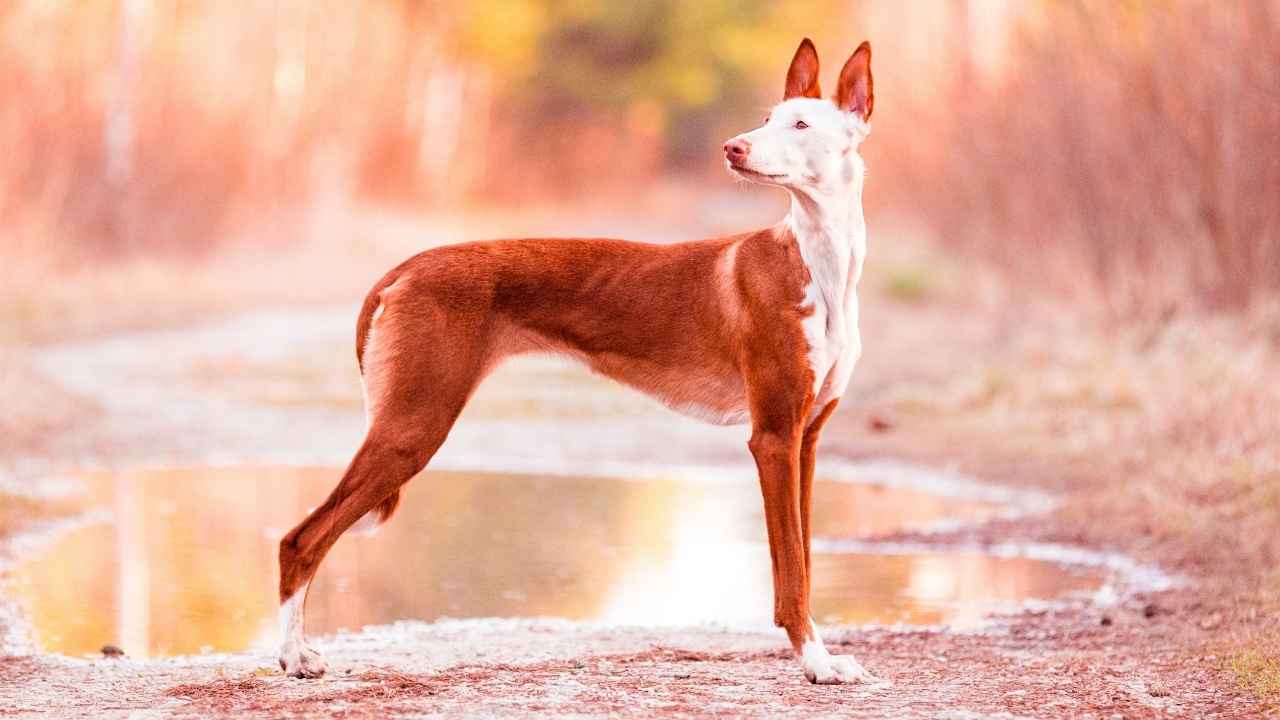 Ibizan Hound