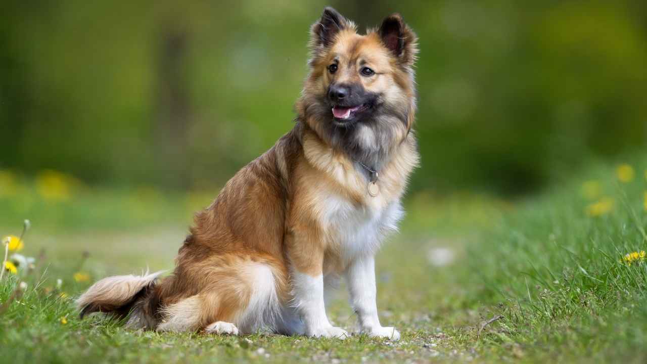 Icelandic Sheepdog