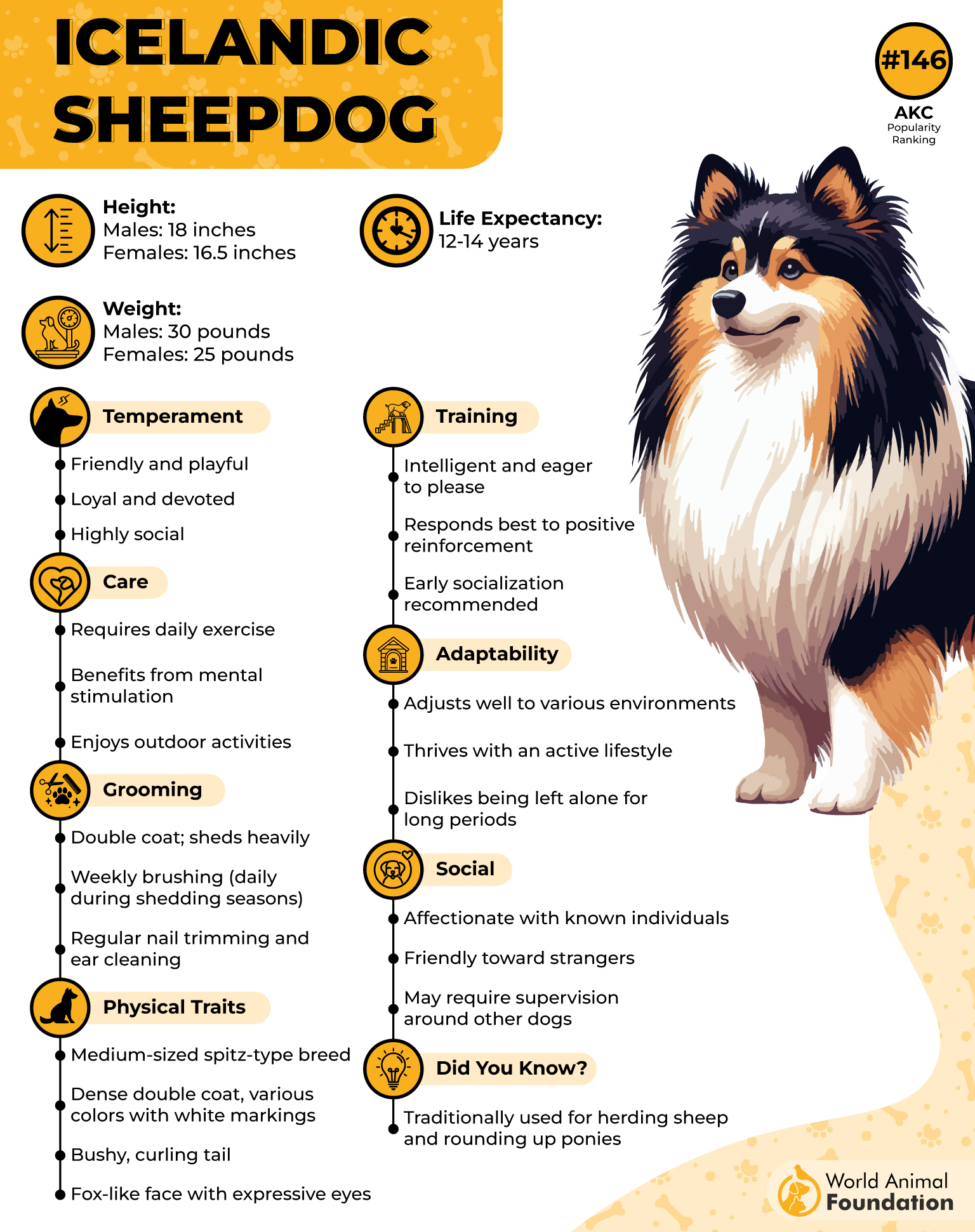 Icelandic Sheepdog Profile