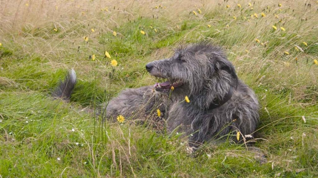 Irish Deerhound