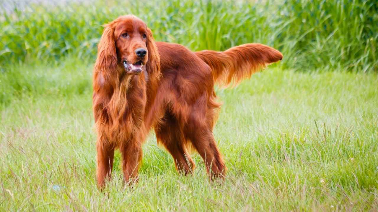 Irish Setter