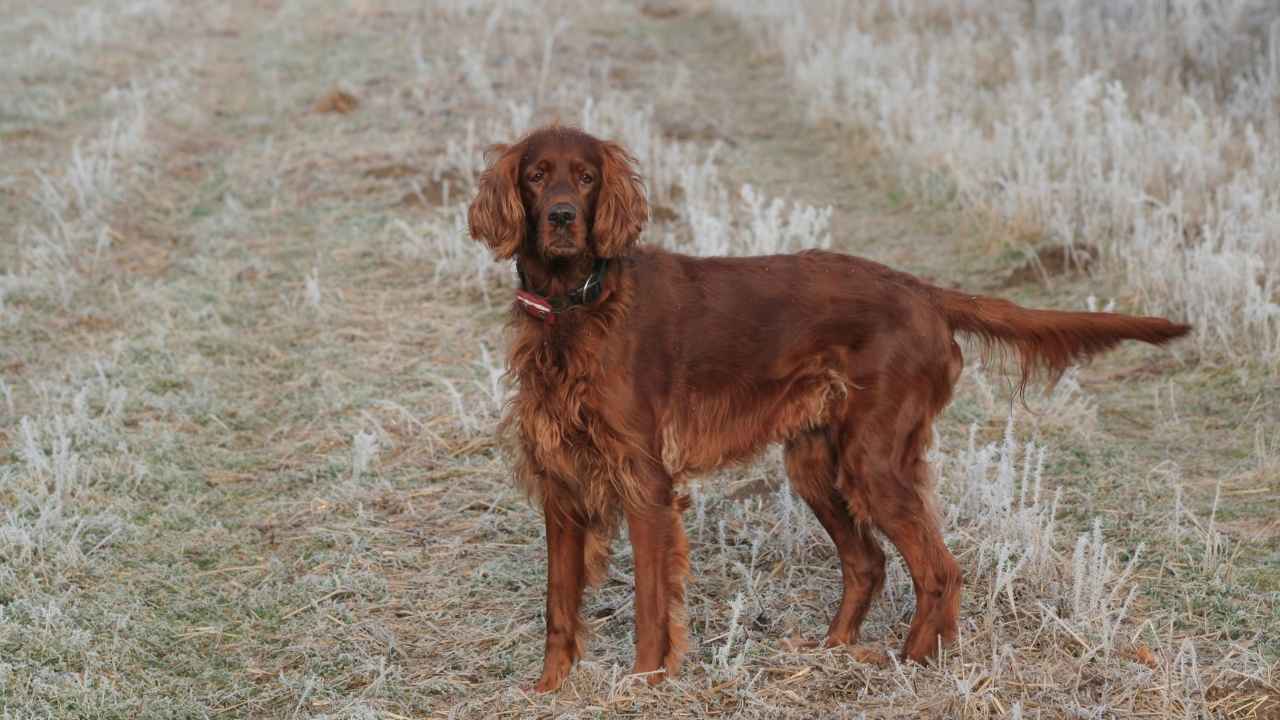 Irish Setter