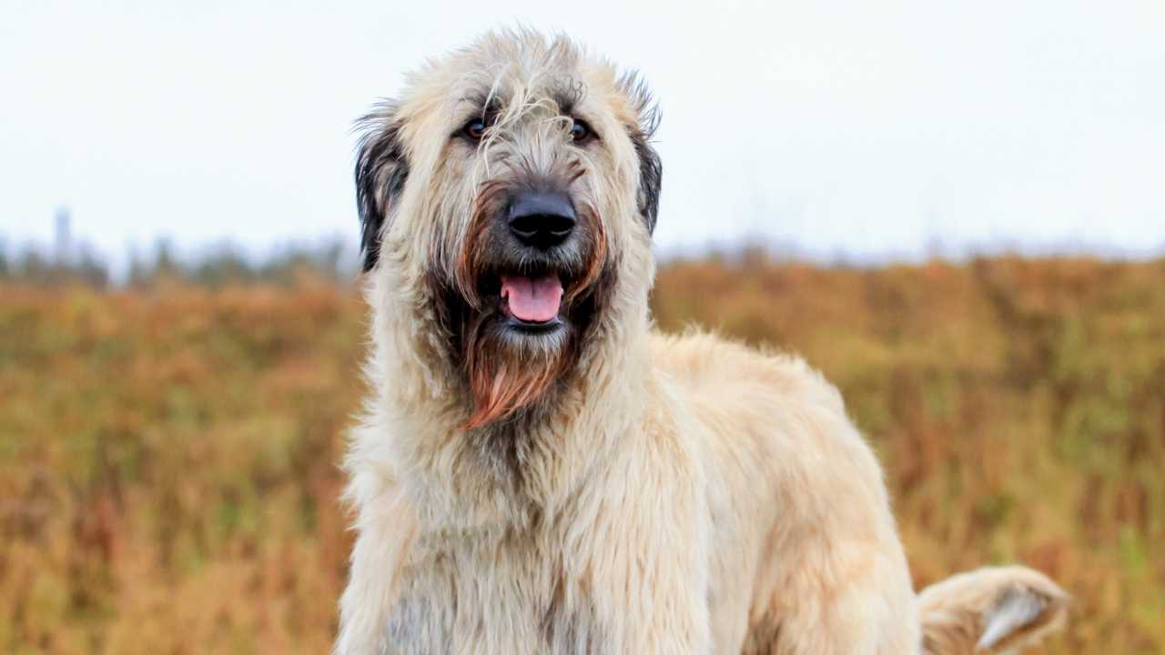 Irish Wolfhound