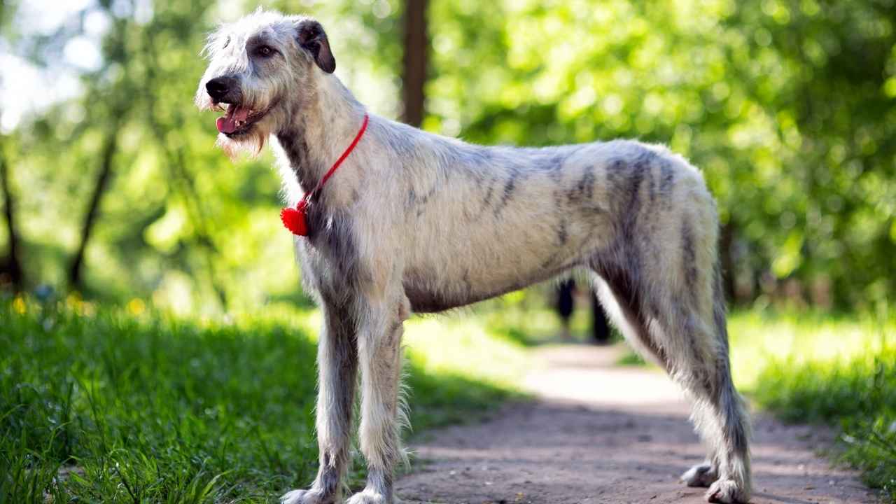 Irish Wolfhound