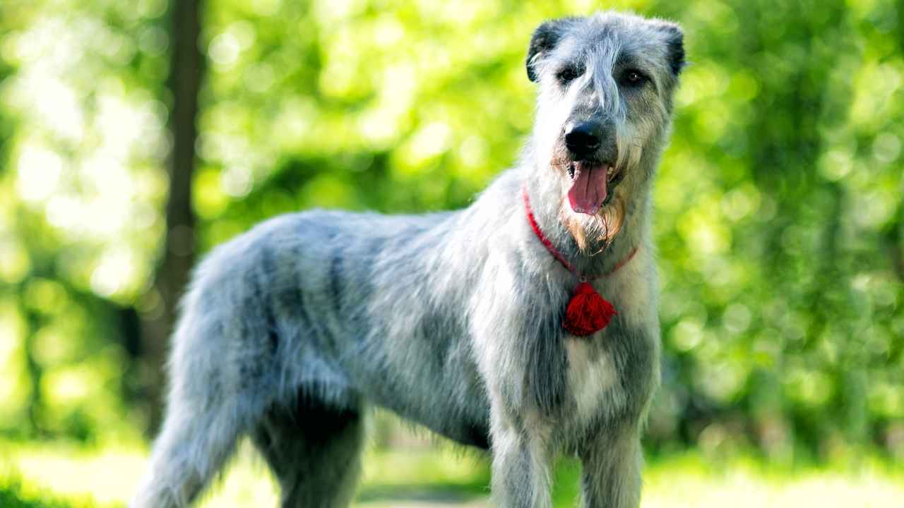 Irish Wolfhound