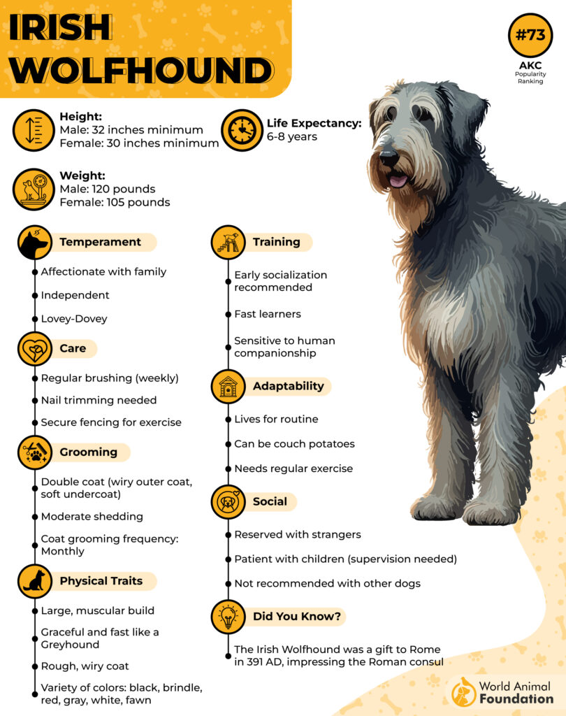 Irish-Wolfhound-Breed-Profile-01