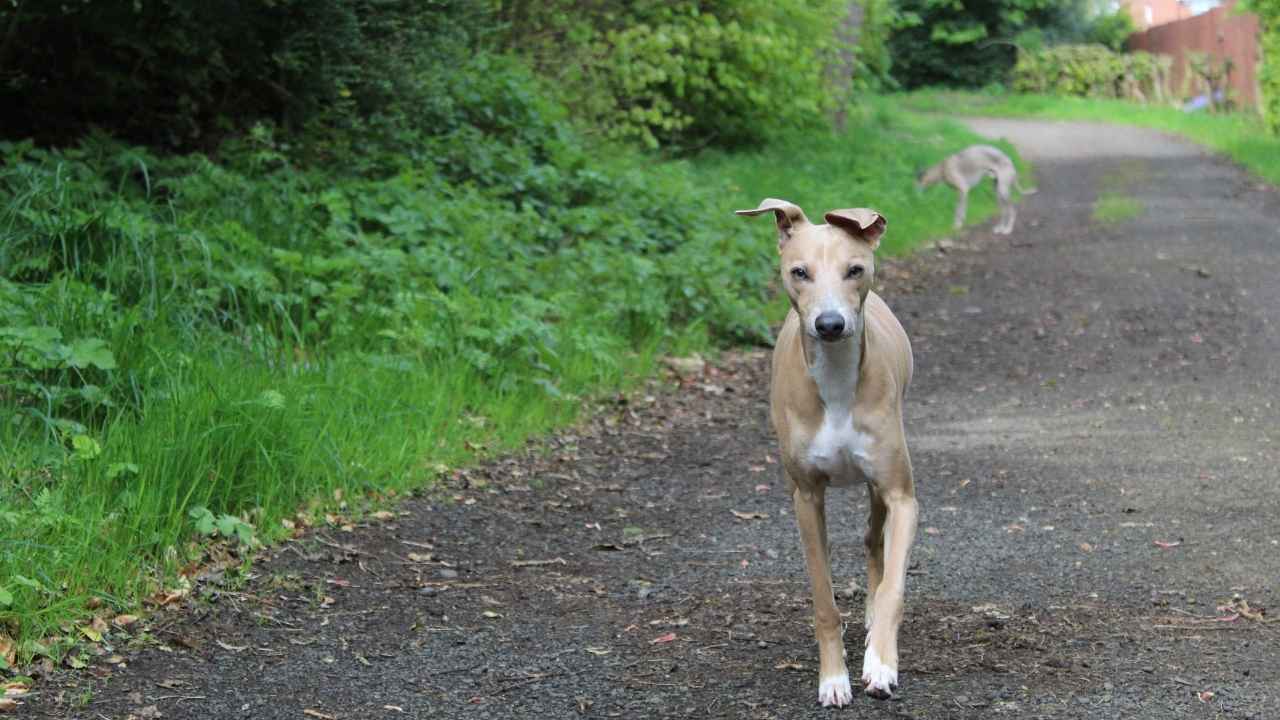 Italian Greyhound