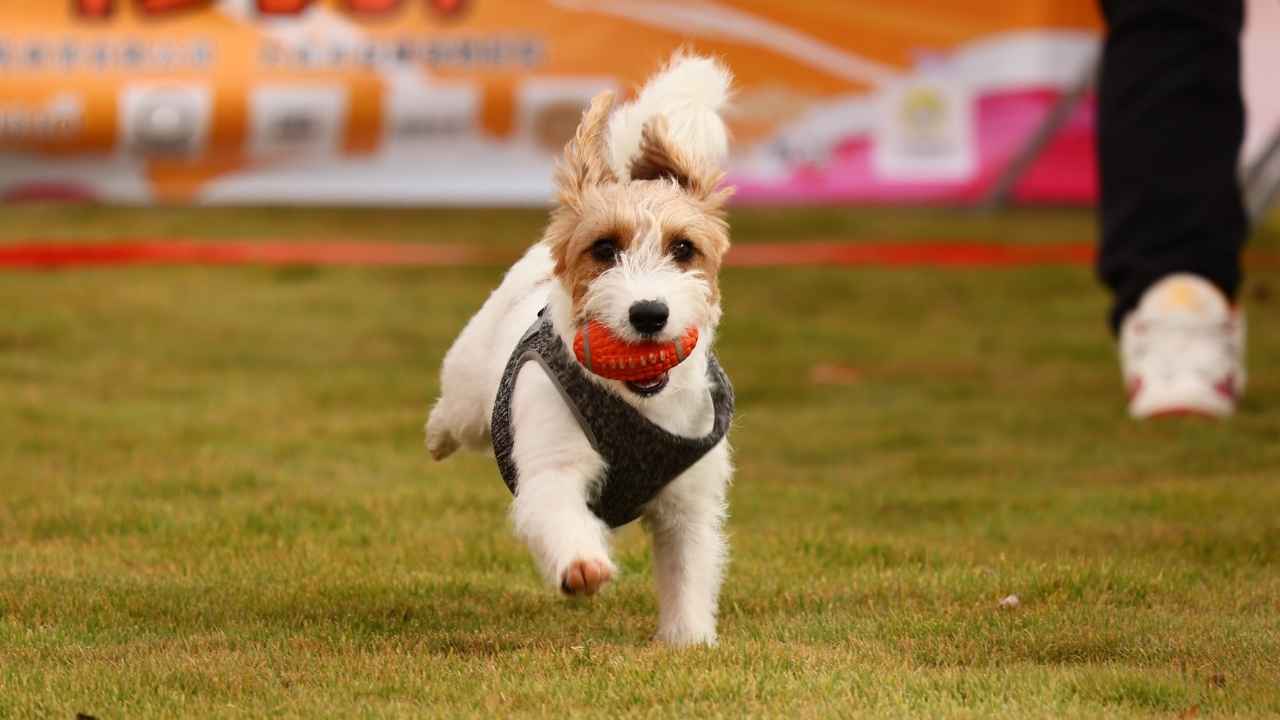 Jack Russell Terrier