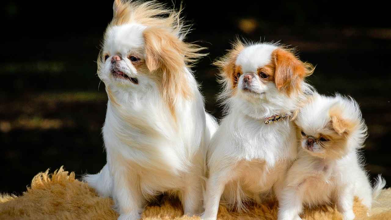 Japanese Chin