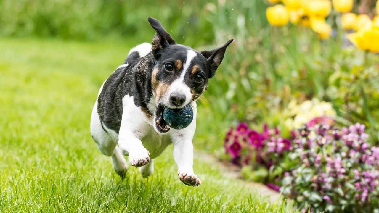 Jack Russell Terrier