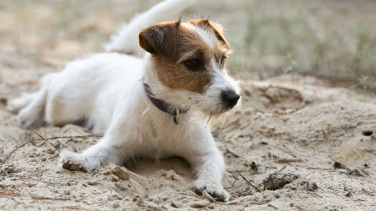 Jack Russell Terrier