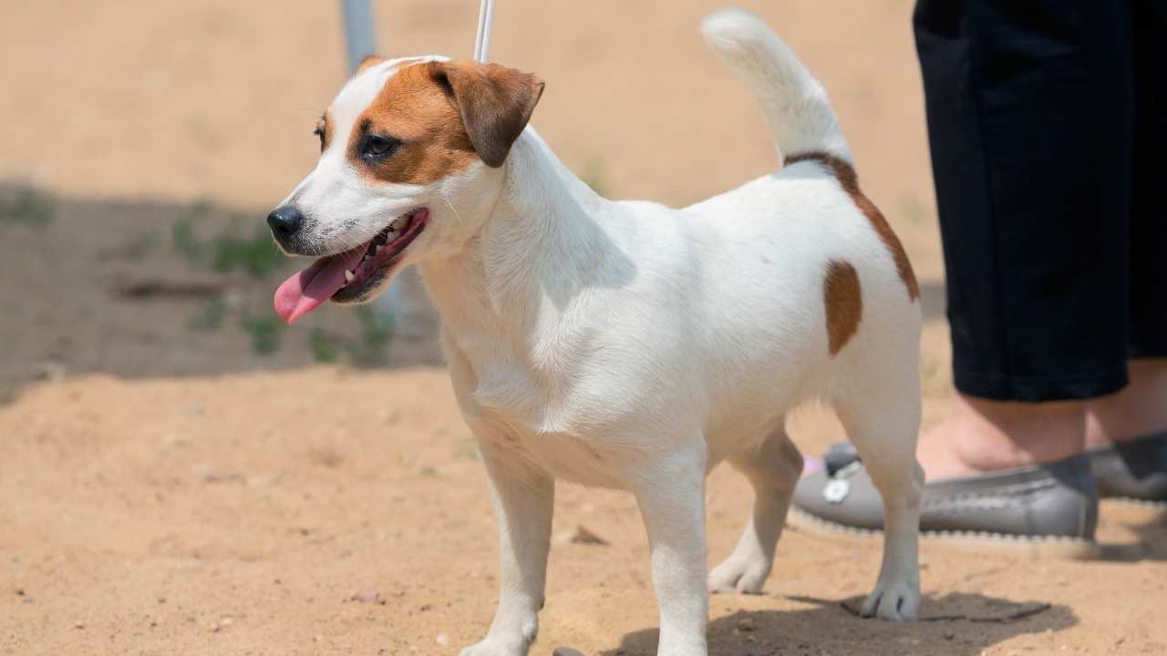 Jack Russell Terrier