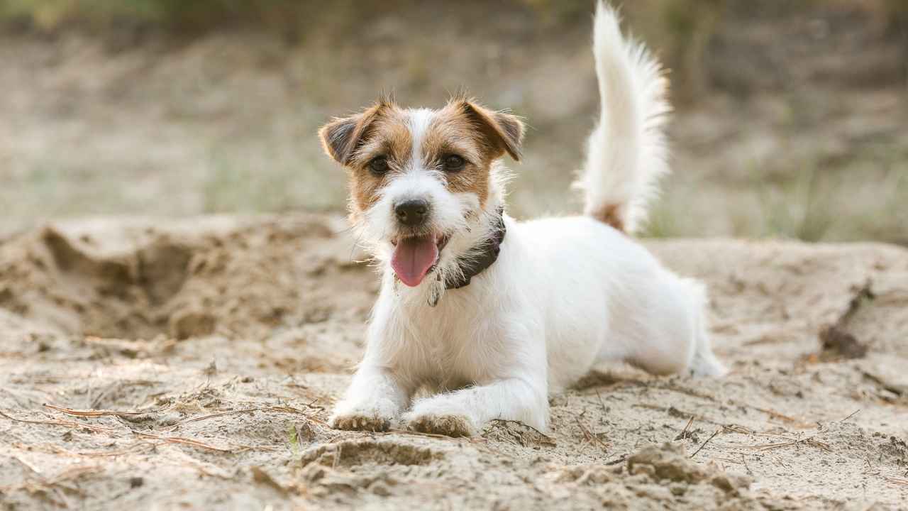 Jack Russell Terrier