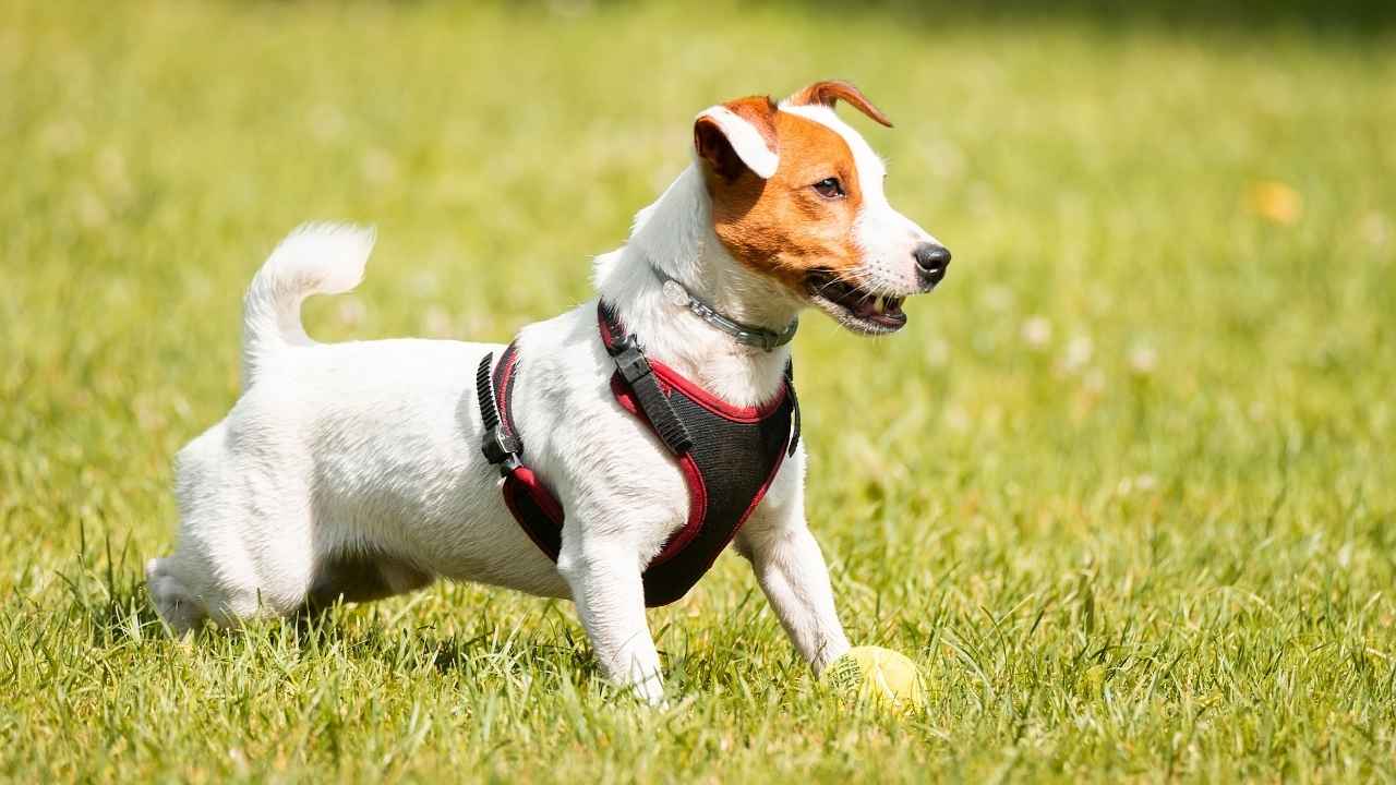 Jack Russell Terrier