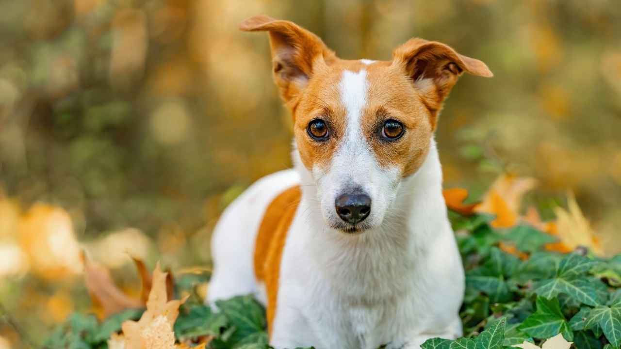 Jack Russell Terrier