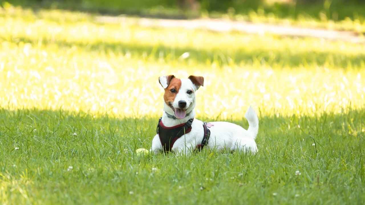 Jack Russell Terrier