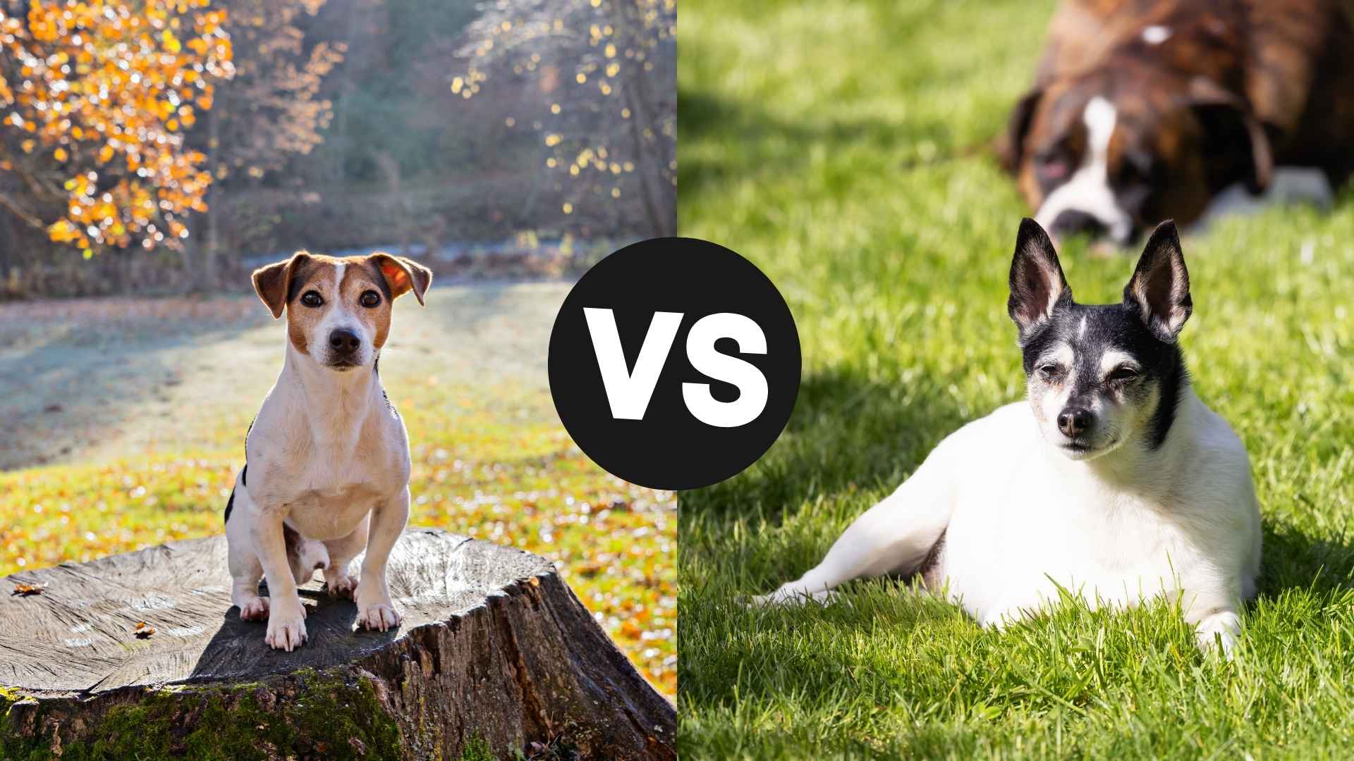 Jack Russell Terrier vs. Rat Terrier