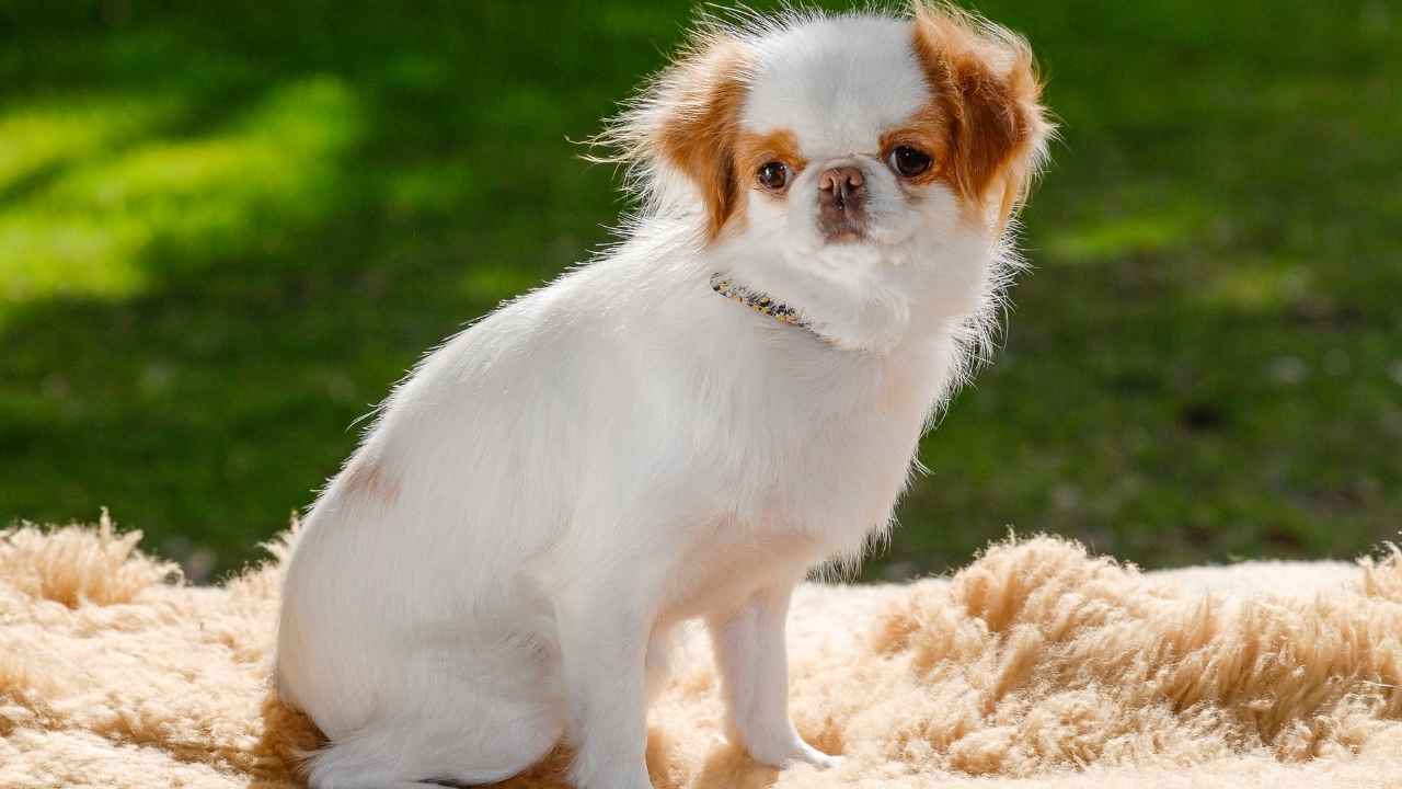 Japanese Chin