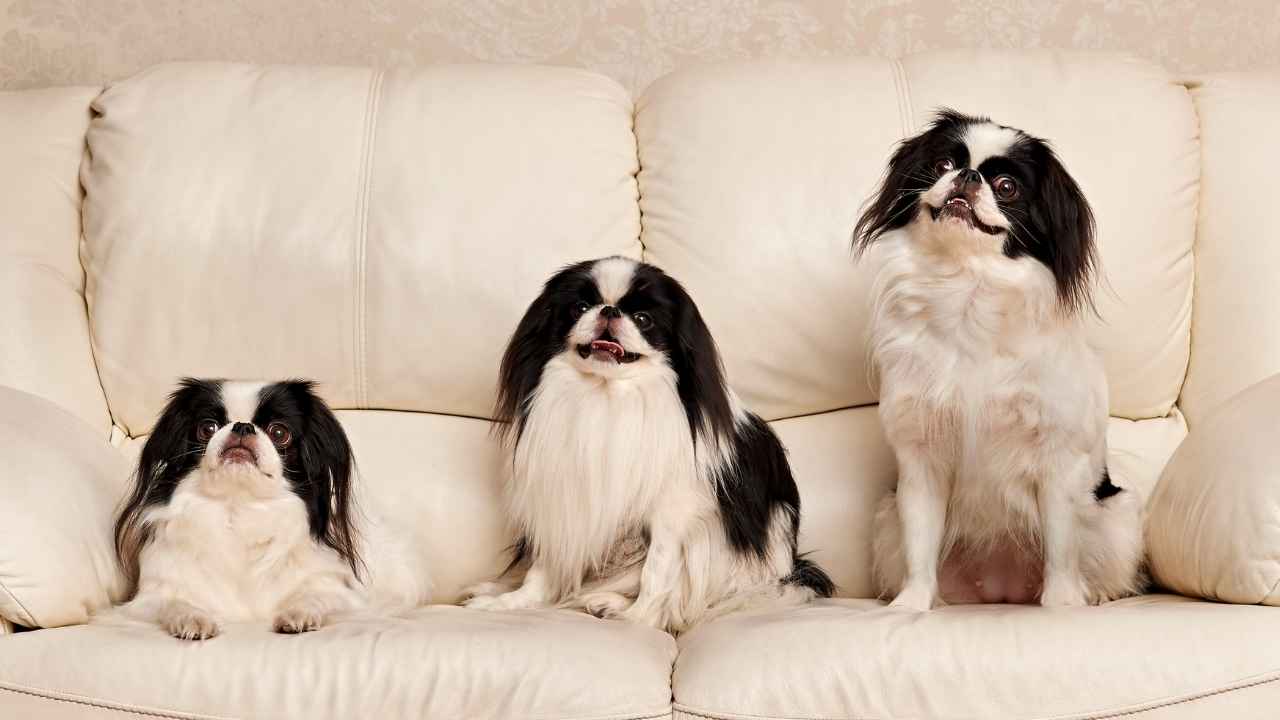 Japanese Chin