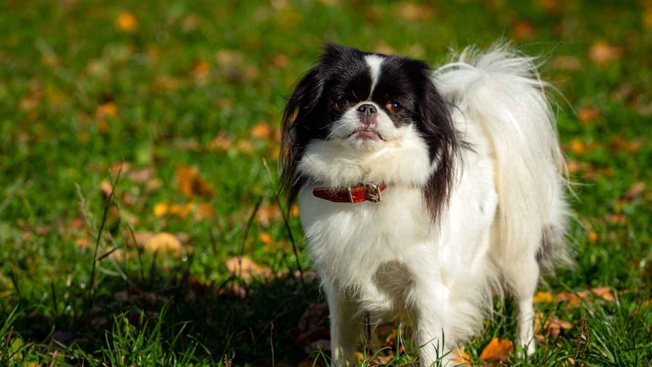 Japanese Chin