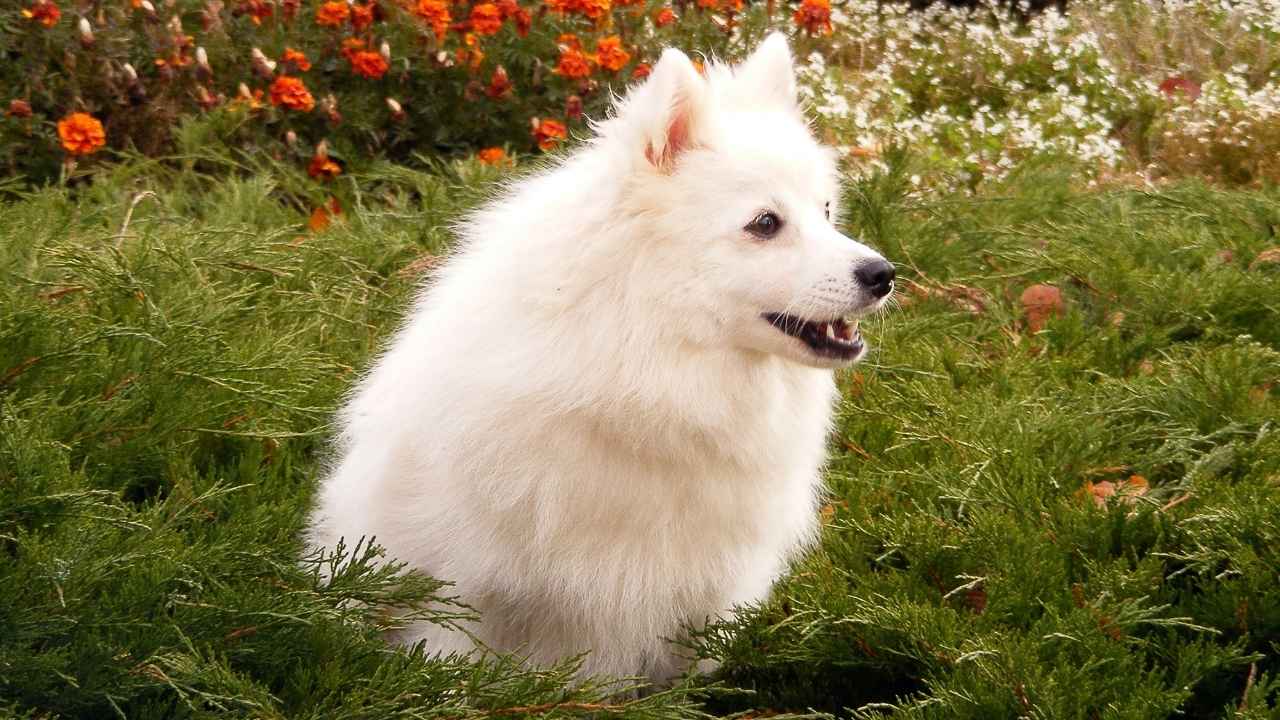 Japanese Spitz