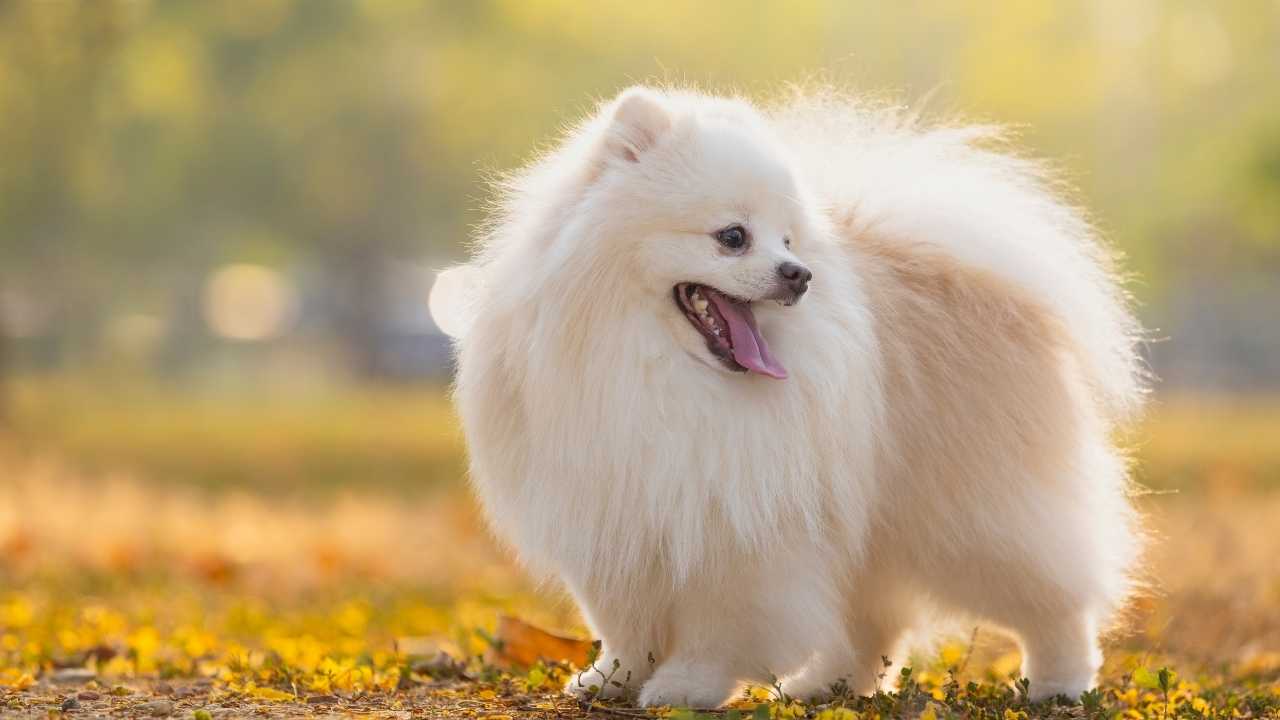 Japanese Spitz