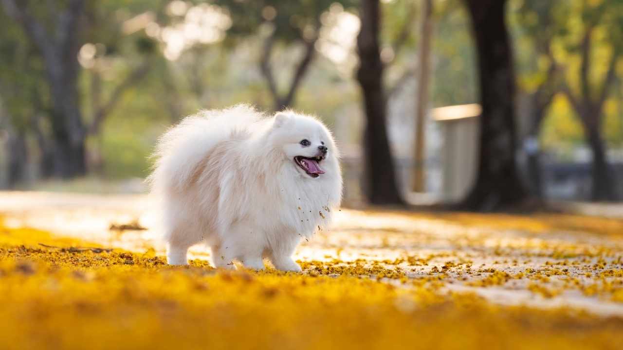 Japanese Spitz