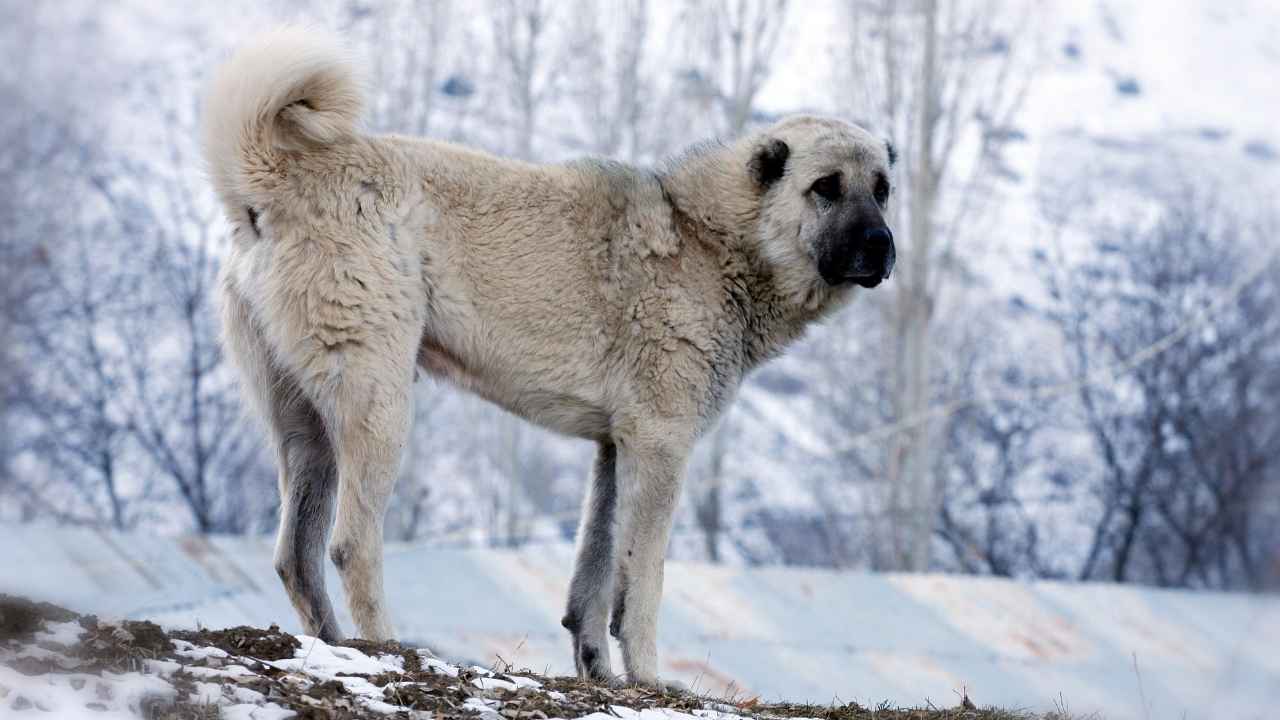 Kangal