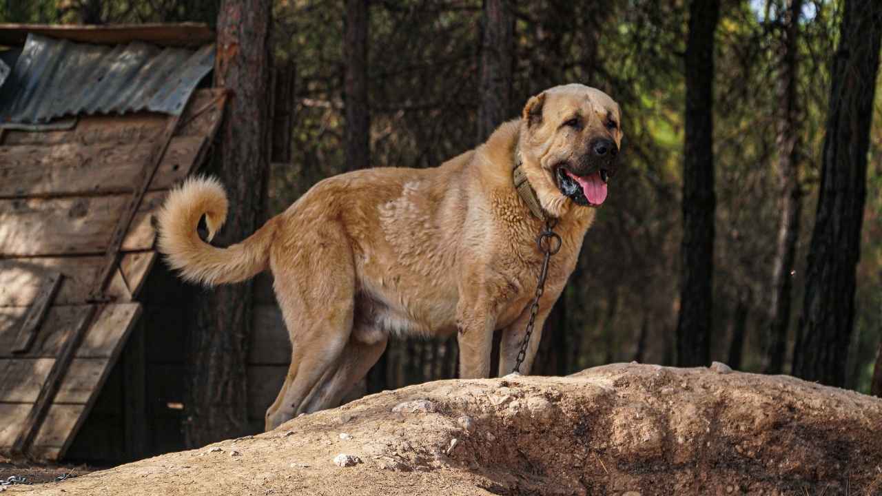 Kangal