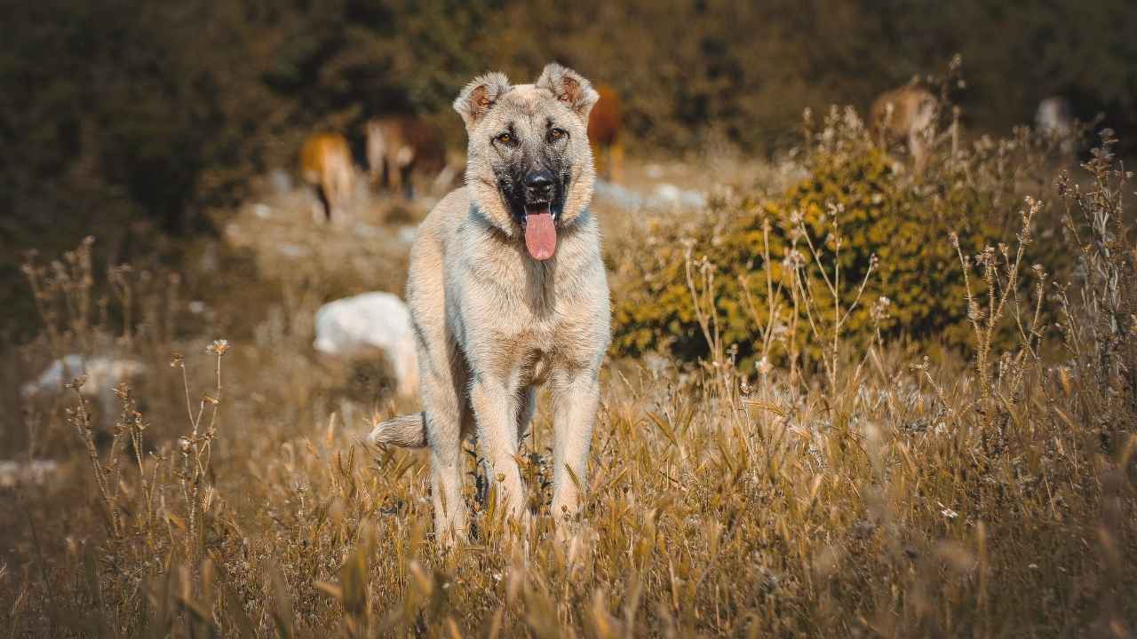 Kangal