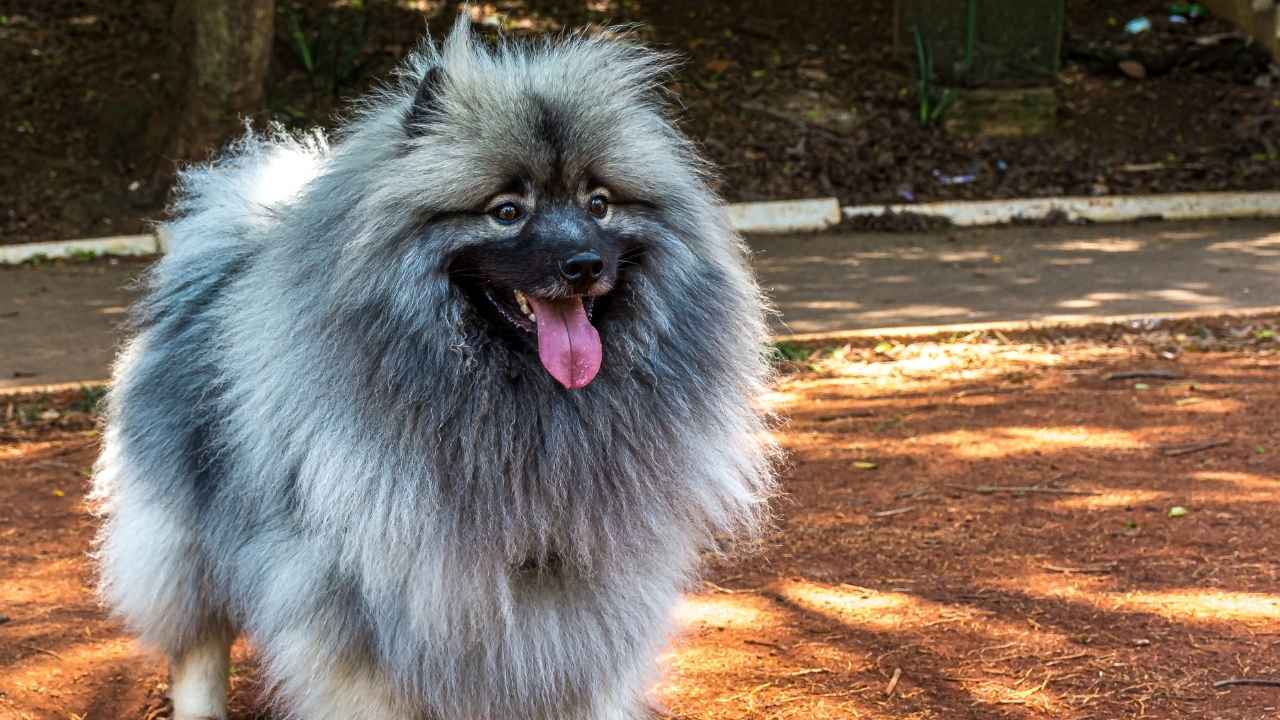 Keeshond