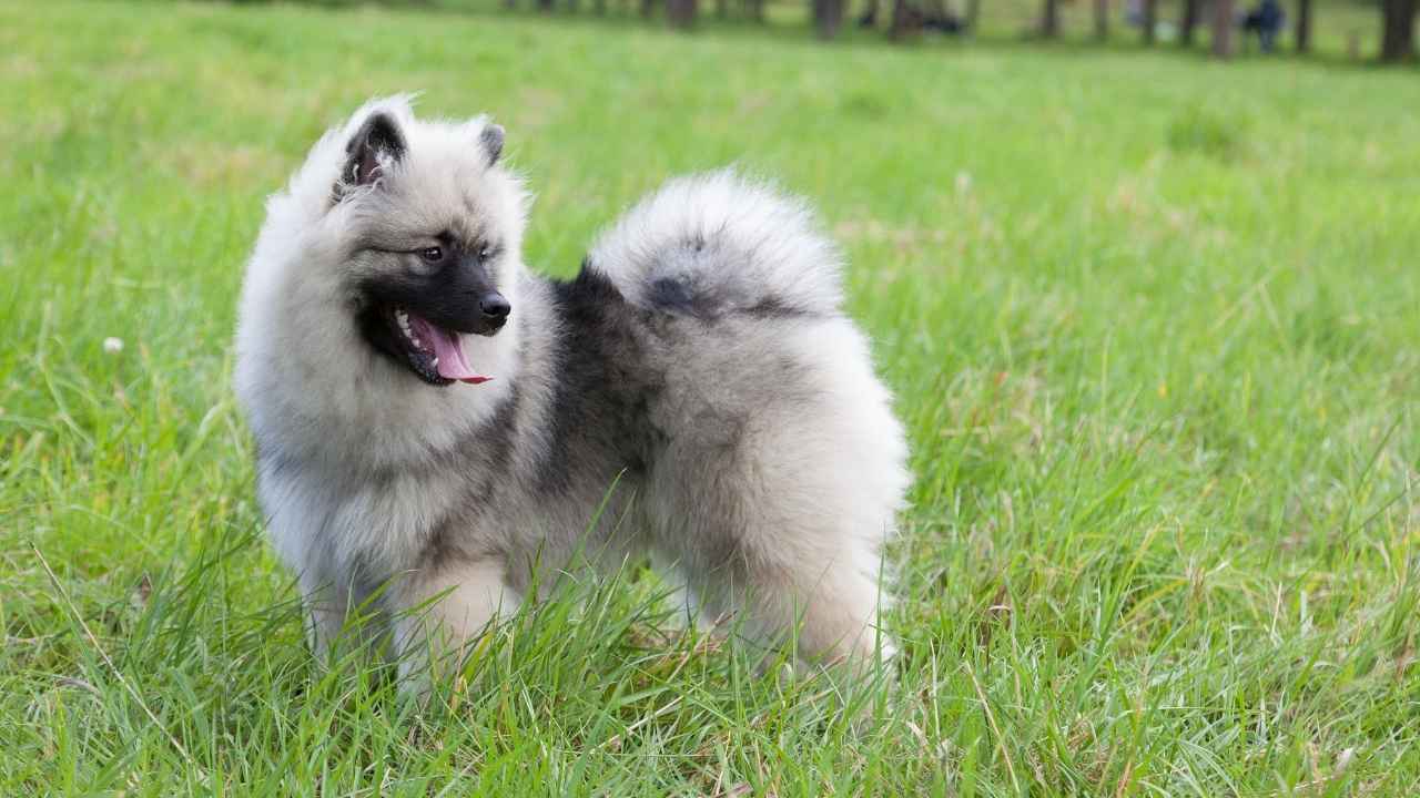 Keeshond