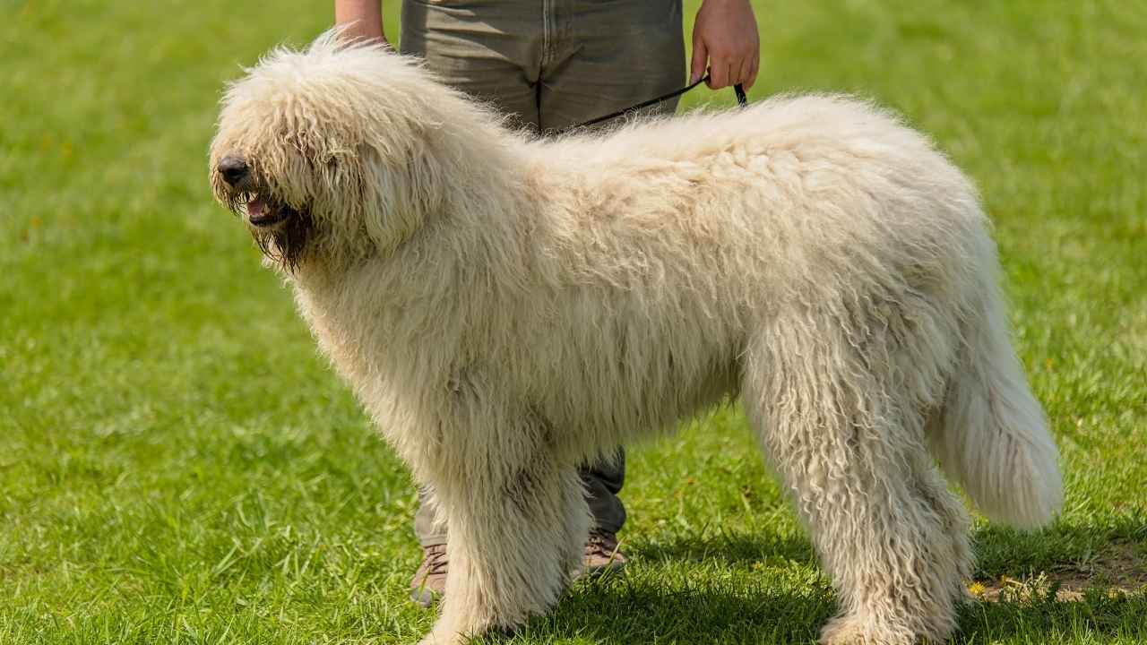 Komondor