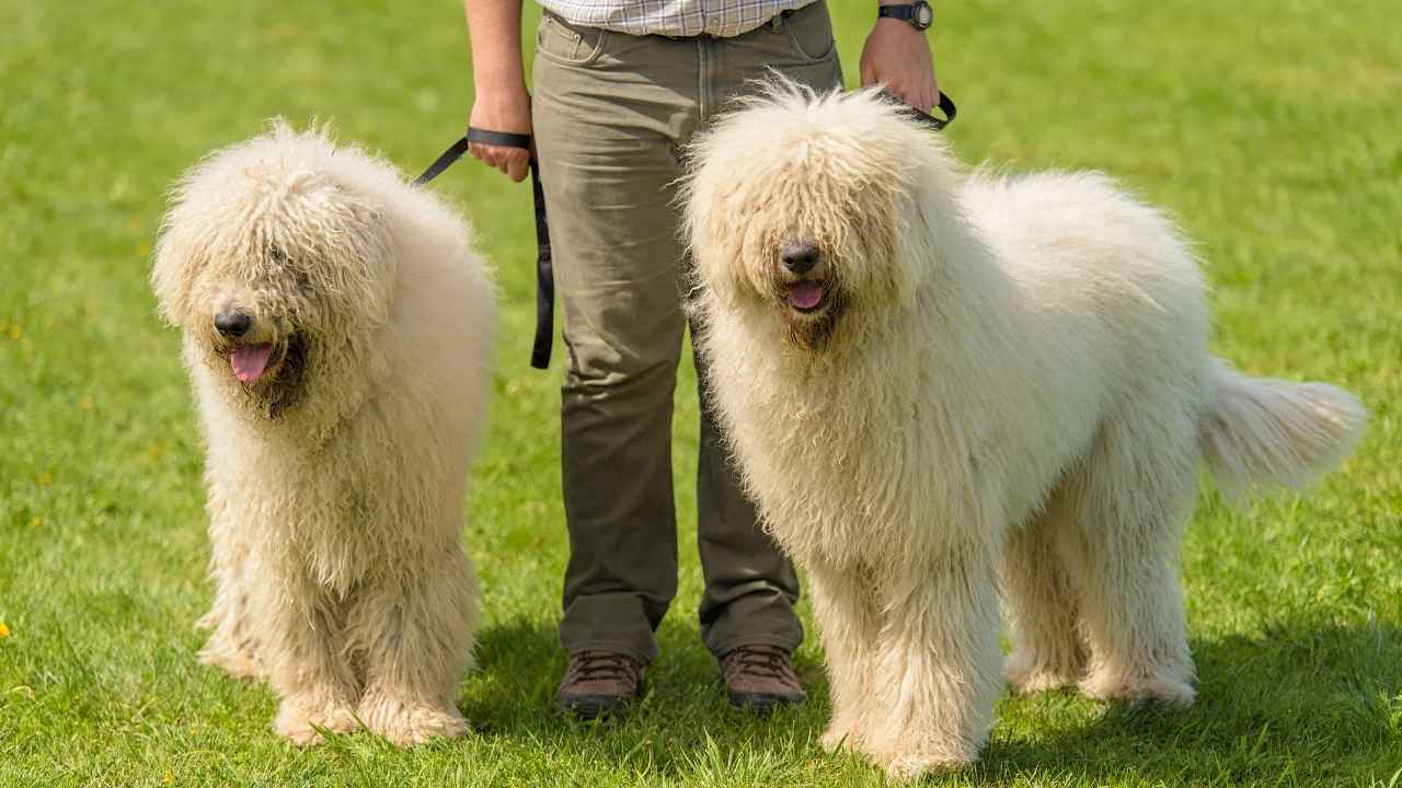 Komondor