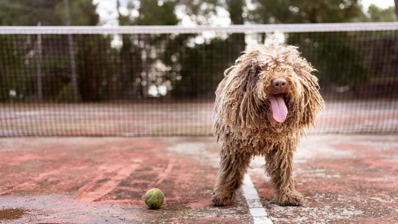 Komondor