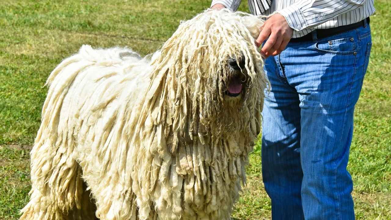 Komondor