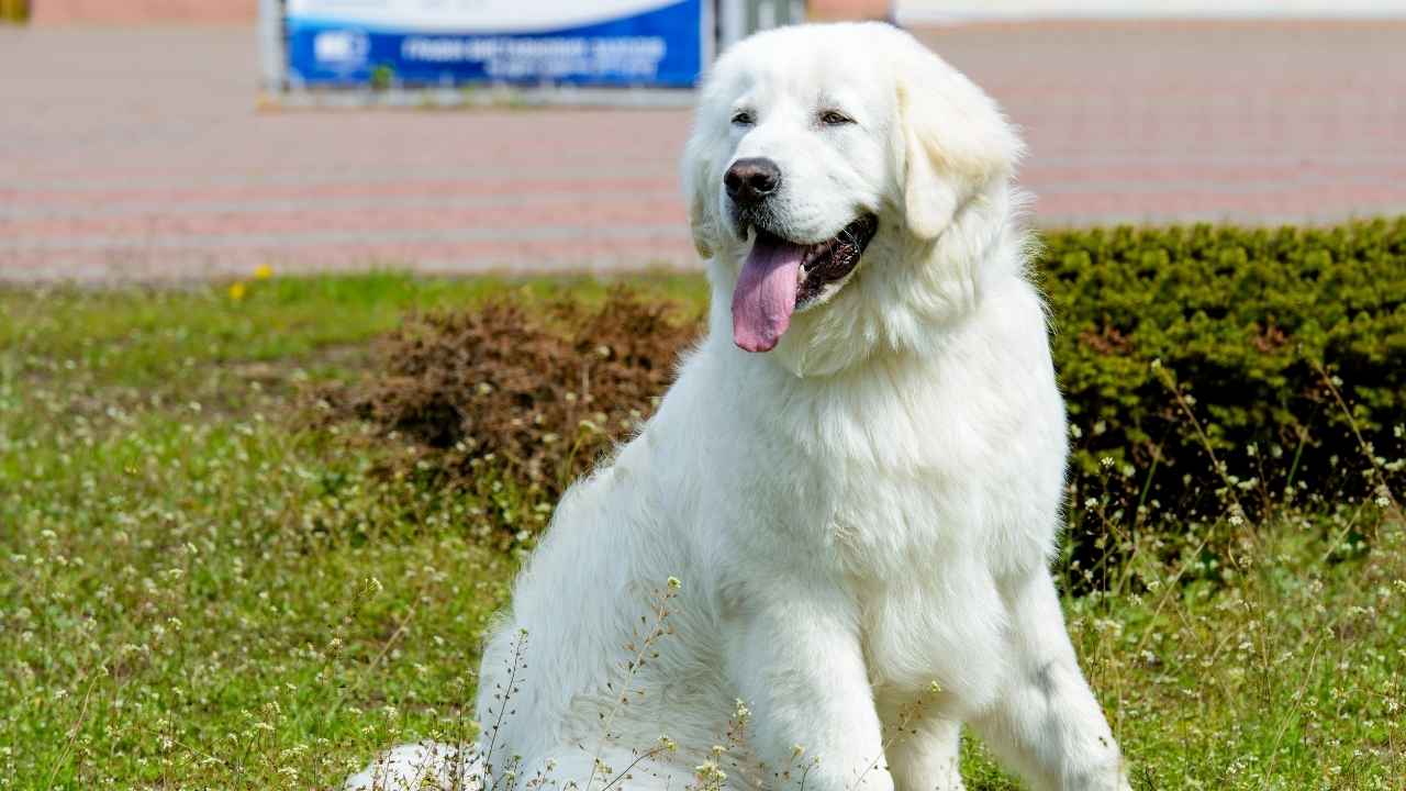 Kuvasz