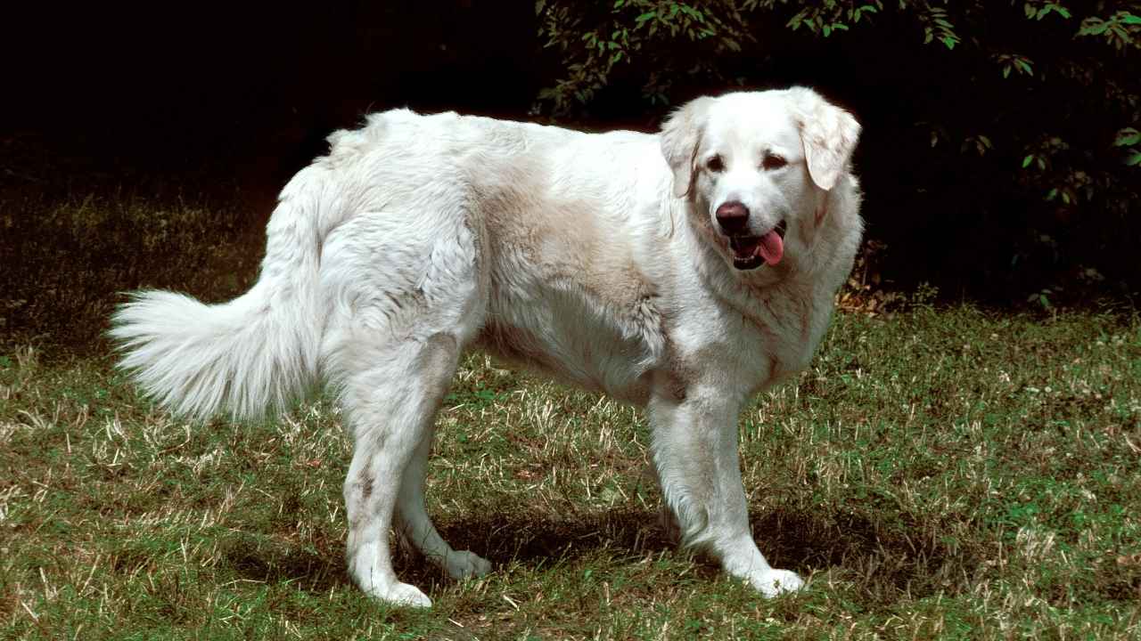 Kuvasz