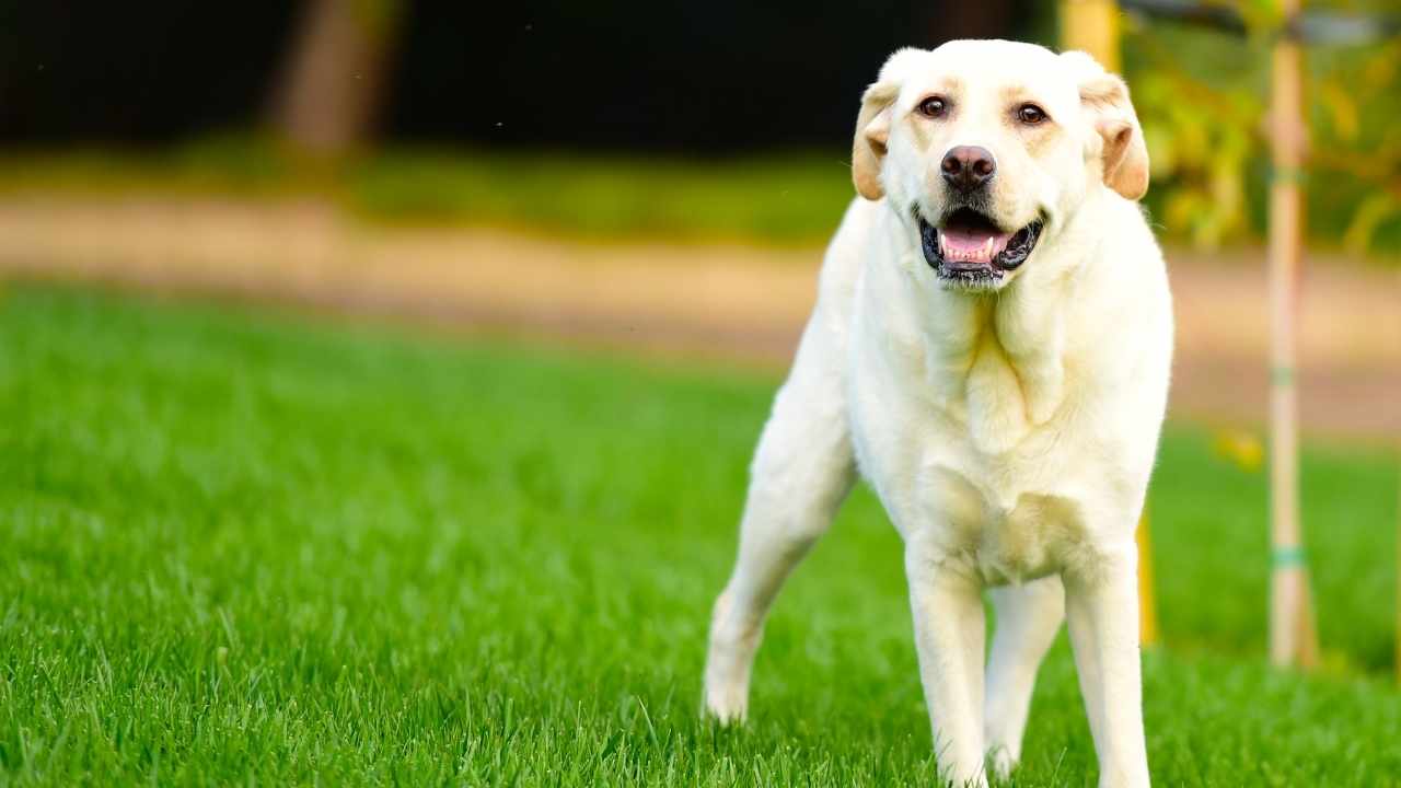 Labrador Retriever