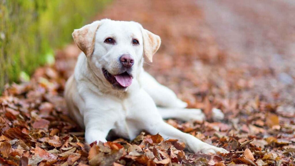 Labrador Retriever 