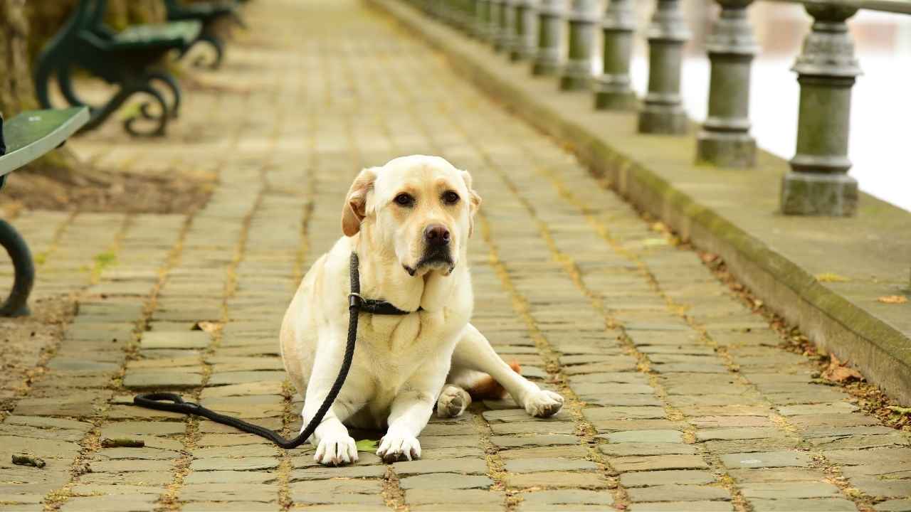 Labrador Retriever