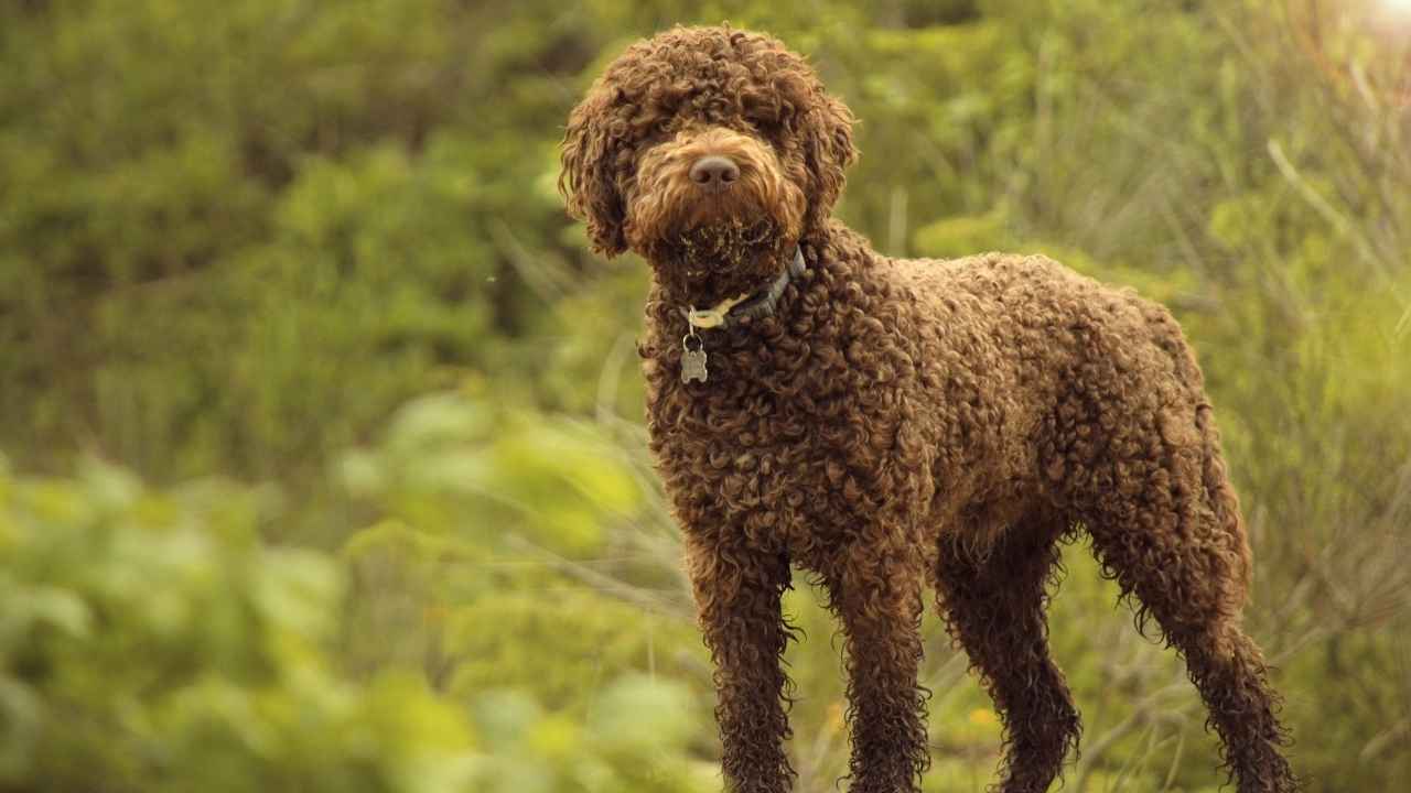 Lagotto Romagnolo