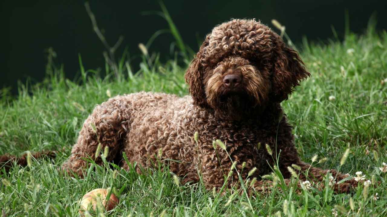 Lagotto Romagnolo