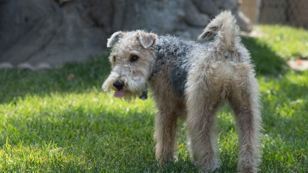 Lakeland Terrier